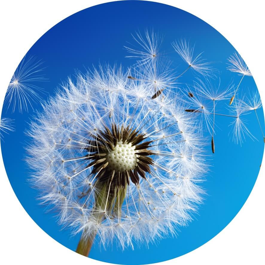Dandelion With Seeds Blowing Away Blue Sky hamster